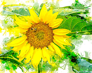 Sunflower Splash — A sunflower bursts open in full color, a busy bee working across its golden center