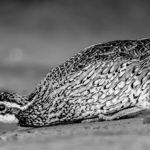 Wild in Monochrome: Bobwhite Quail by Carol Fox Henrichs