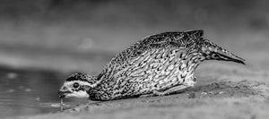 Wild in Monochrome: Bobwhite Quail by Carol Fox Henrichs