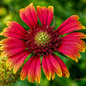 Blanketflower by Carol Fox Henrichs