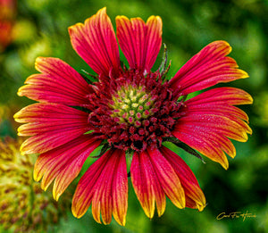 Blanketflower by Carol Fox Henrichs