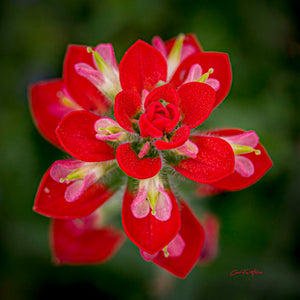 Indian Paintbrush Portrait by Carol Fox Henrichs