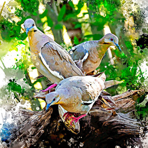 Watercolor Doves by Carol Fox Henrichs