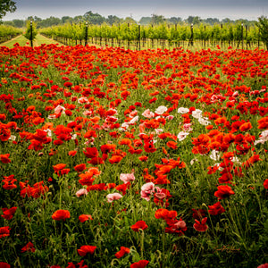 Addicted to Red by Carol Fox Henrichs