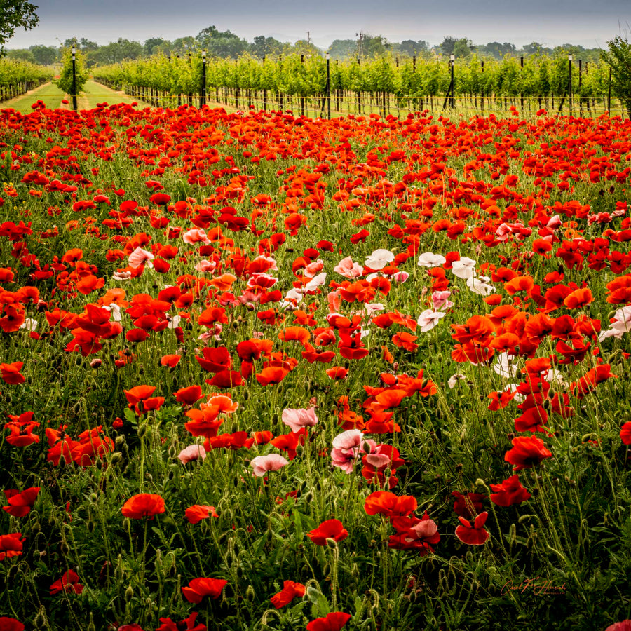 Addicted to Red — A field of red and pink poppies fills the foreground, with vineyard rows stretching into the distance beyond