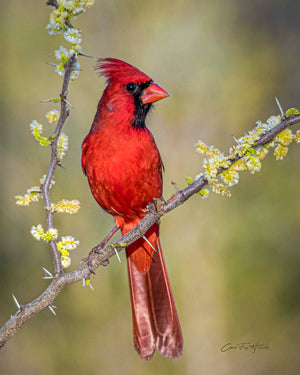 Crimson Cardinal in the Huisache Tree — a male northern cardinal in South Texas brush, by Carol Fox Henrichs