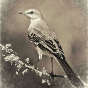 Elegant Mockingbird by Carol Fox Henrichs