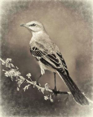 Elegant Mockingbird — The same quiet moment as its Wild in Monochrome counterpart, carried somewhere new