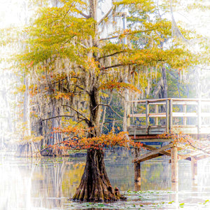 Caddo's Autumn Cypress by Carol Fox Henrichs