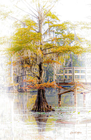 Caddo's Autumn Cypress by Carol Fox Henrichs