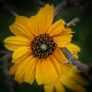 Sunflower Resilience - Digitally Painted by Carol Fox Henrichs