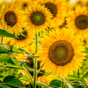 Rise and Shine by Carol Fox Henrichs