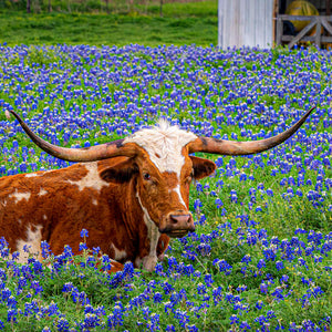 Longhorn in Bluebonnets with Barn by Carol Fox Henrichs