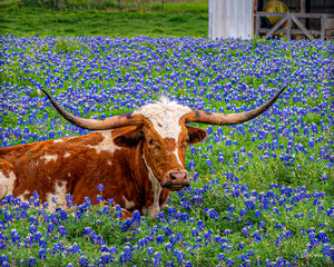 Longhorn in Bluebonnets with Barn by Carol Fox Henrichs