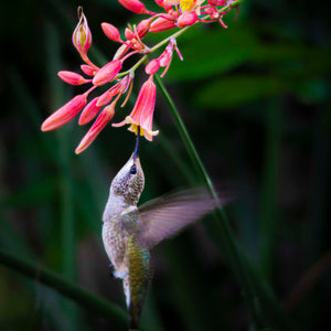 Tiny Acrobat by Carol Fox Henrichs