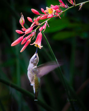 Tiny Acrobat by Carol Fox Henrichs