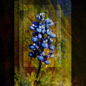 Southwestern Style Bluebonnet by Carol Fox Henrichs