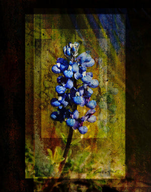 Southwestern Style Bluebonnet by Carol Fox Henrichs