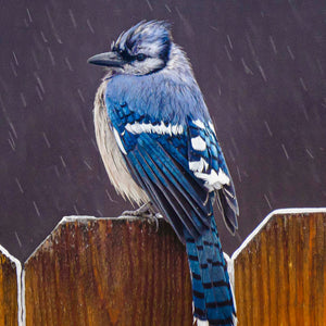 Blue Jay on Fence by Carol Fox Henrichs