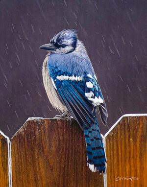 Blue Jay on Fence by Carol Fox Henrichs