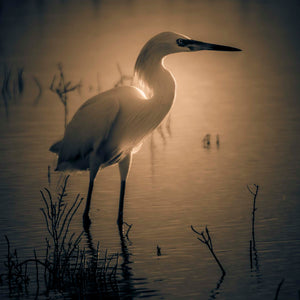 Uncommonly Still by Carol Fox Henrichs