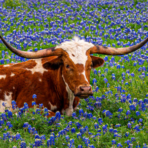 Longhorn in Bluebonnets by Carol Fox Henrichs