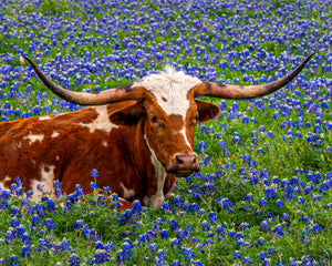 Longhorn in Bluebonnets by Carol Fox Henrichs