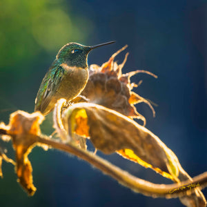 Hummer's Golden Perch by Carol Fox Henrichs