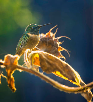 Hummer's Golden Perch by Carol Fox Henrichs