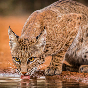 Wary Bobcat by Carol Fox Henrichs
