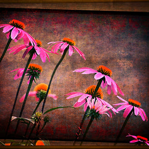 Coneflower Askew by Carol Fox Henrichs