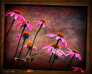 Coneflower Askew by Carol Fox Henrichs