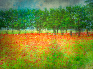 Where Poppies Dream by Carol Fox Henrichs