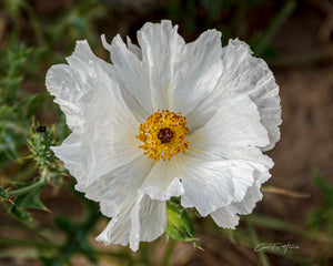 White Prickly Poppy by Carol Fox Henrichs