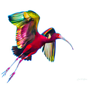 The Ibis and the Technicolor Dreamcoat by Carol Fox Henrichs