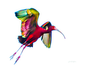 The Ibis and the Technicolor Dreamcoat by Carol Fox Henrichs