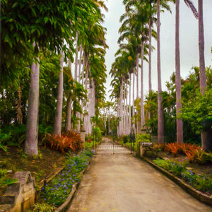 Palm Driveway by Carol Fox Henrichs