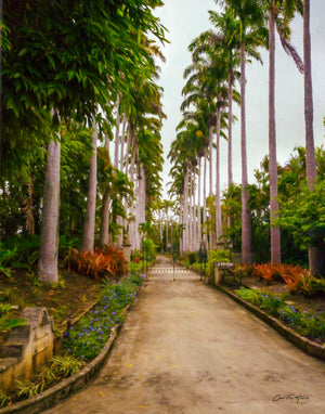Palm Driveway by Carol Fox Henrichs