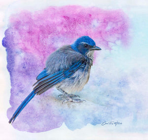 Shake It Off — A scrub jay perches with its feathers fluffed and ruffled, as if it has just shaken off a bath or a passing shower