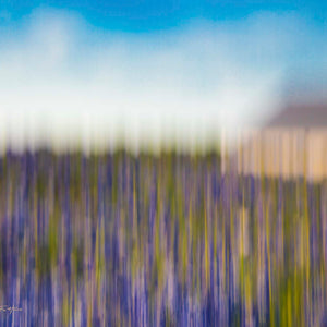Bluebonnet Field - ICM by Carol Fox Henrichs