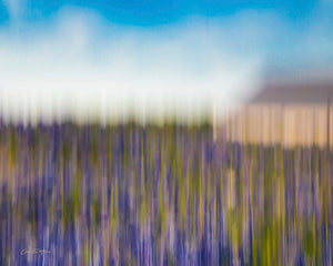 Bluebonnet Field - ICM by Carol Fox Henrichs