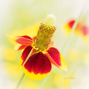 Dreamy Prairie Coneflower by Carol Fox Henrichs