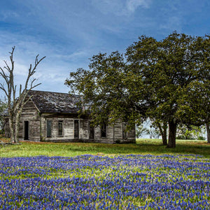 Bluebonnet Homestead — a weathered farmhouse behind a field of bluebonnets in Cuero, Texas, by Carol Fox Henrichs