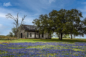 Bluebonnet Homestead — a weathered farmhouse behind a field of bluebonnets in Cuero, Texas, by Carol Fox Henrichs