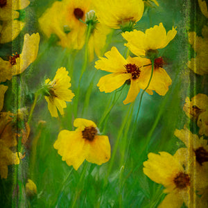 Wind Dancers — greenthread wildflowers at Old Baylor Park, Texas, by Carol Fox Henrichs
