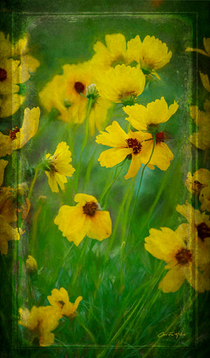 Wind Dancers — greenthread wildflowers at Old Baylor Park, Texas, by Carol Fox Henrichs