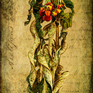 Milkweed Botanical by Carol Fox Henrichs