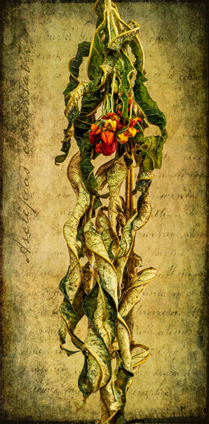 Milkweed Botanical by Carol Fox Henrichs