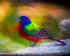 Used ALL the Colors -- Not Sorry! by Carol Fox Henrichs
