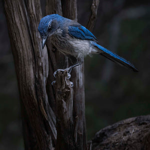Scrub Jay in Moonlight by Carol Fox Henrichs